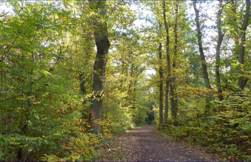 Bois de Verneuil